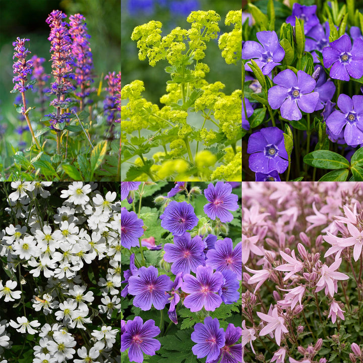Border pack of 24 mixed groundcover perennials in 11cm pots - view 5