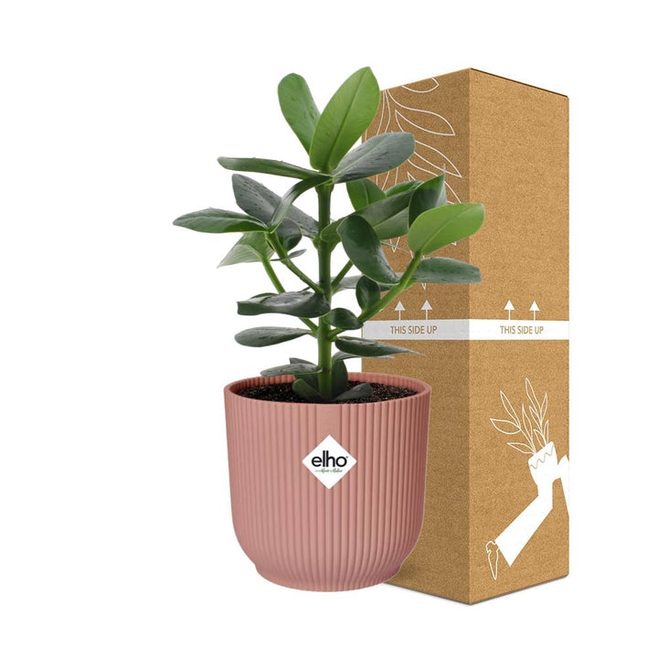 Clusia Princess (Clusia rosea 'Princess') in a pink ELHO Vibes pot, view 4