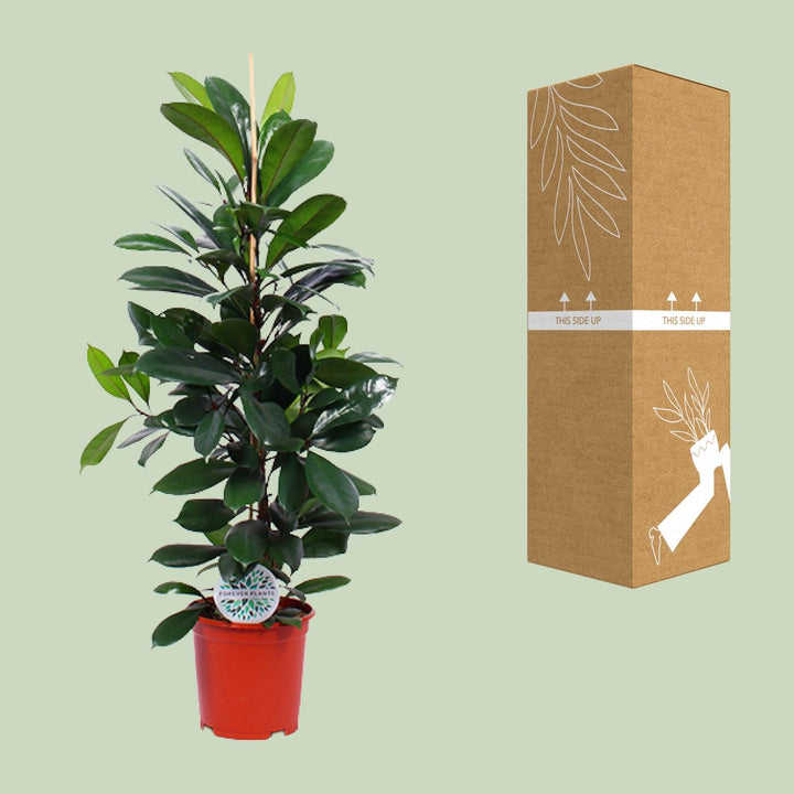 Ficus Cyathistipula - Ø21cm - ↕105cm styled in an Irish home interior