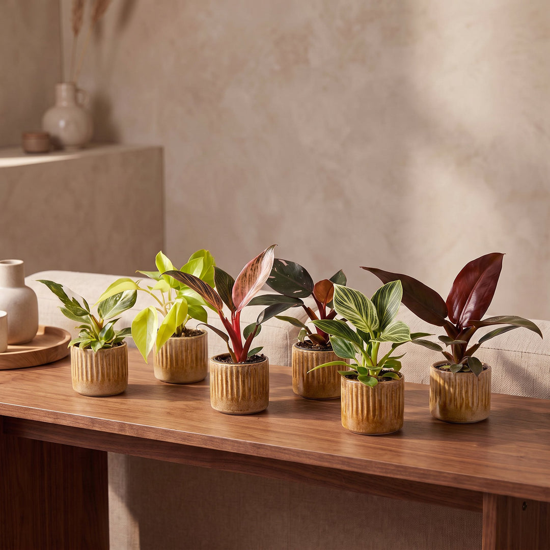 Baby Philodendron Family, pack of 6 houseplants in growing pots, image 3