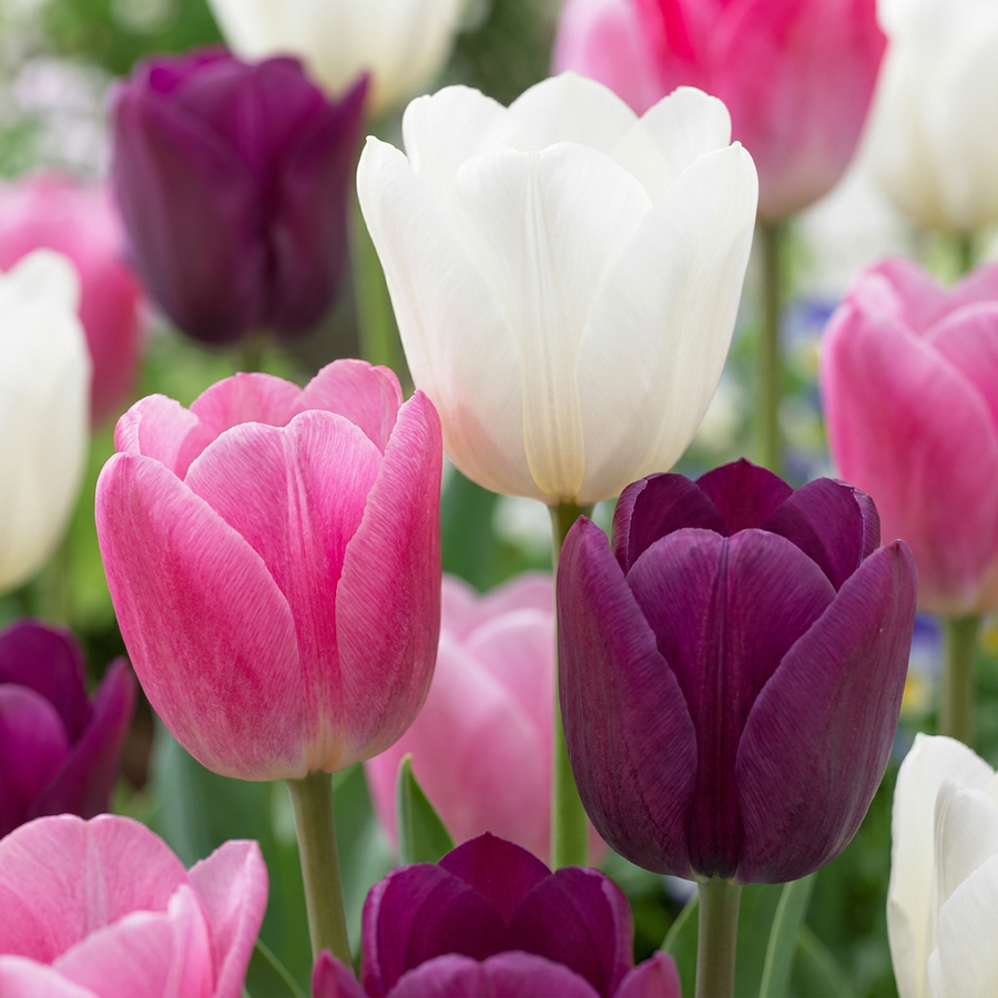 Tulipa Pastel Mix in flower, goblet-shaped blooms on straight upright stems, 280-bulb pack for Irish gardens