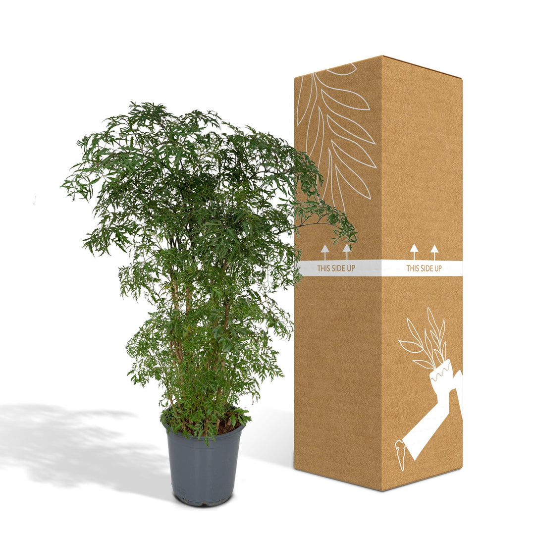 Polyscias Fruticosa (Aralia) - Ø21cm - ↕75cm packed for EU plant delivery from PlantGift.ie