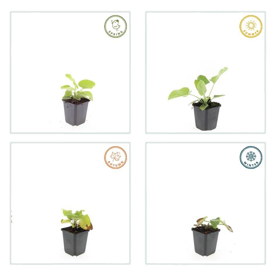 6x Phlomis russeliana - ↕10-25cm - Ø9cm — healthy root ball and nursery pot ready to ship from Ireland