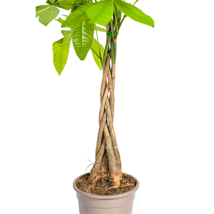 Pachira Aquatica 70-90cm — Money Tree in 19cm pot