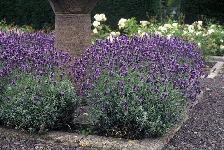 24x Lavandula ang. 'Dwarf Blue' - ↕10-25cm - Ø9cm — healthy root ball and nursery pot ready to ship from Ireland
