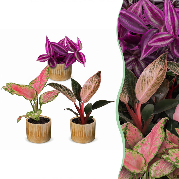 Baby Paradise Mix, 3 tropical houseplants in 6cm pots
