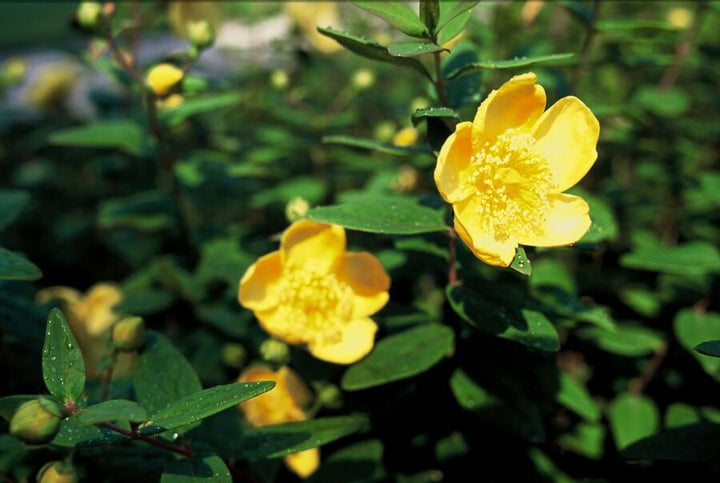 40x Hypericum Peter Dummer - Semi-Evergreen Ground Cover - 10-25cm