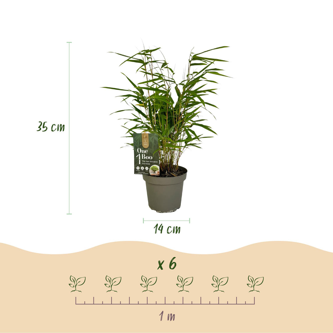 18 Fargesia rufa clumping bamboo plants in 14cm pots - view 3