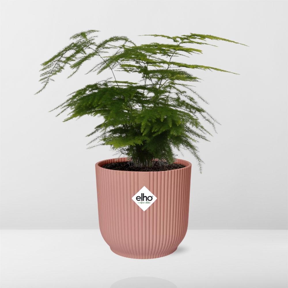 Asparagus Fern (Asparagus setaceus 'Plumosus') in a pink ELHO Vibes pot, view 6