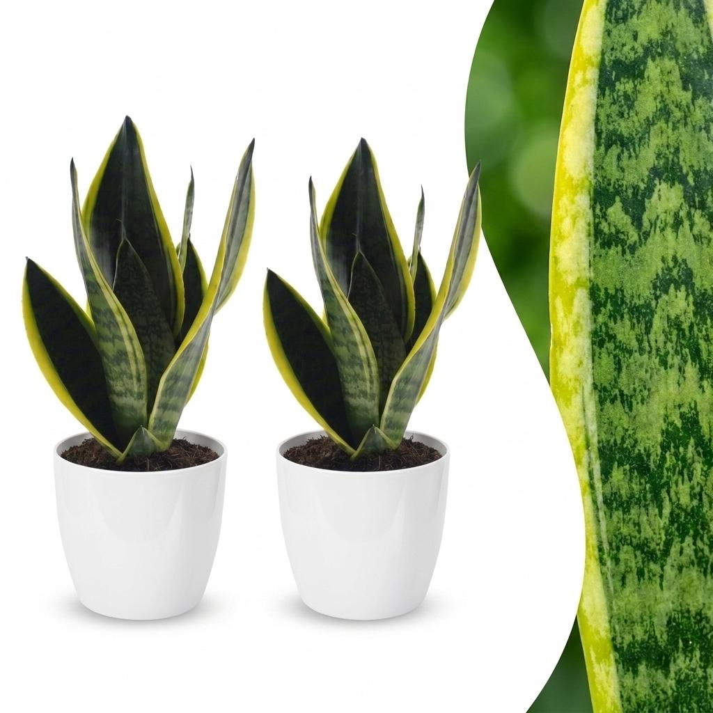 Snake Plant with upright sword-shaped leaves edged in pale green, set of 2 plants in a white ceramic pot, about 35cm tall