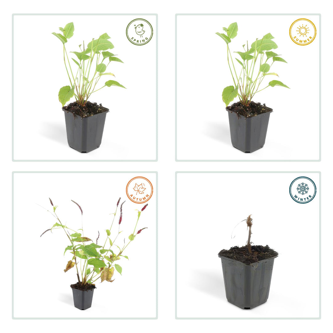 24x Persicaria amplexicaulis - ↕10-25cm - Ø9cm — healthy root ball and nursery pot ready to ship from Ireland