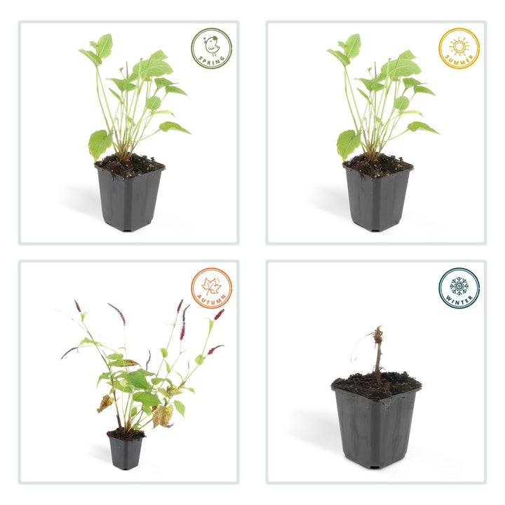 24x Persicaria amplexicaulis - ↕10-25cm - Ø9cm — healthy root ball and nursery pot ready to ship from Ireland