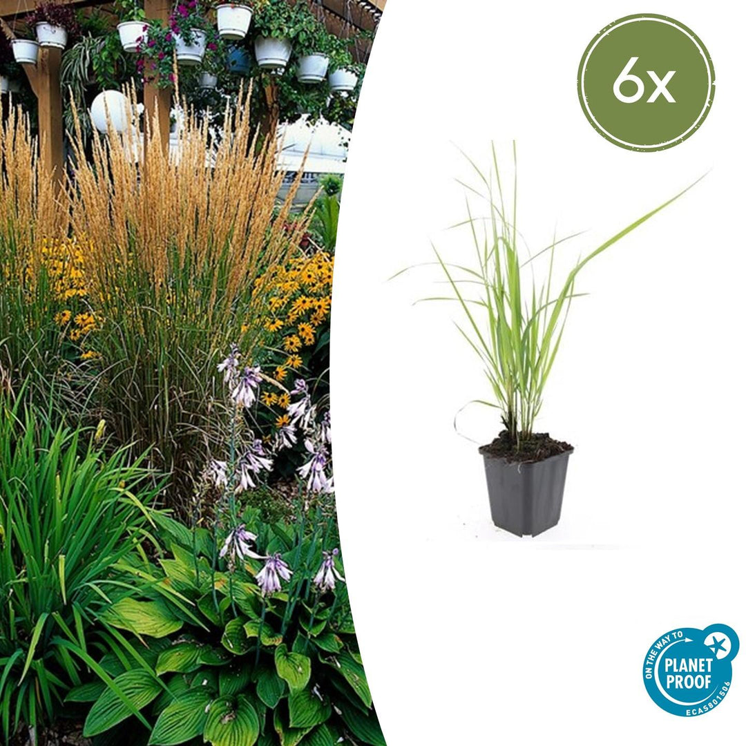 Feather reed grass with narrow green and cream striped upright leaves in black 9cm pot, shown at 10-25cm height