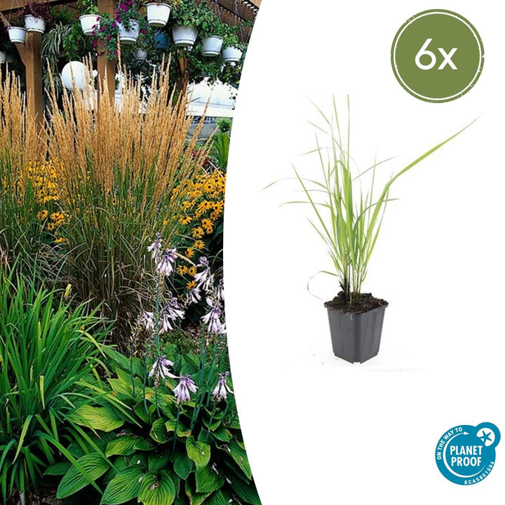 Feather reed grass with narrow green and cream striped upright leaves in black 9cm pot, shown at 10-25cm height