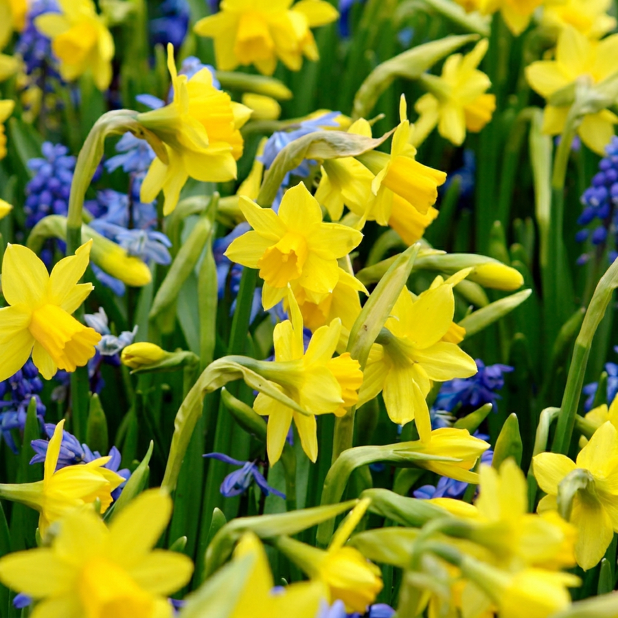 Narcissus 'Tete-a-Tete' in flower, compact golden trumpets on short, sturdy stems, 200-bulb pack for Irish gardens