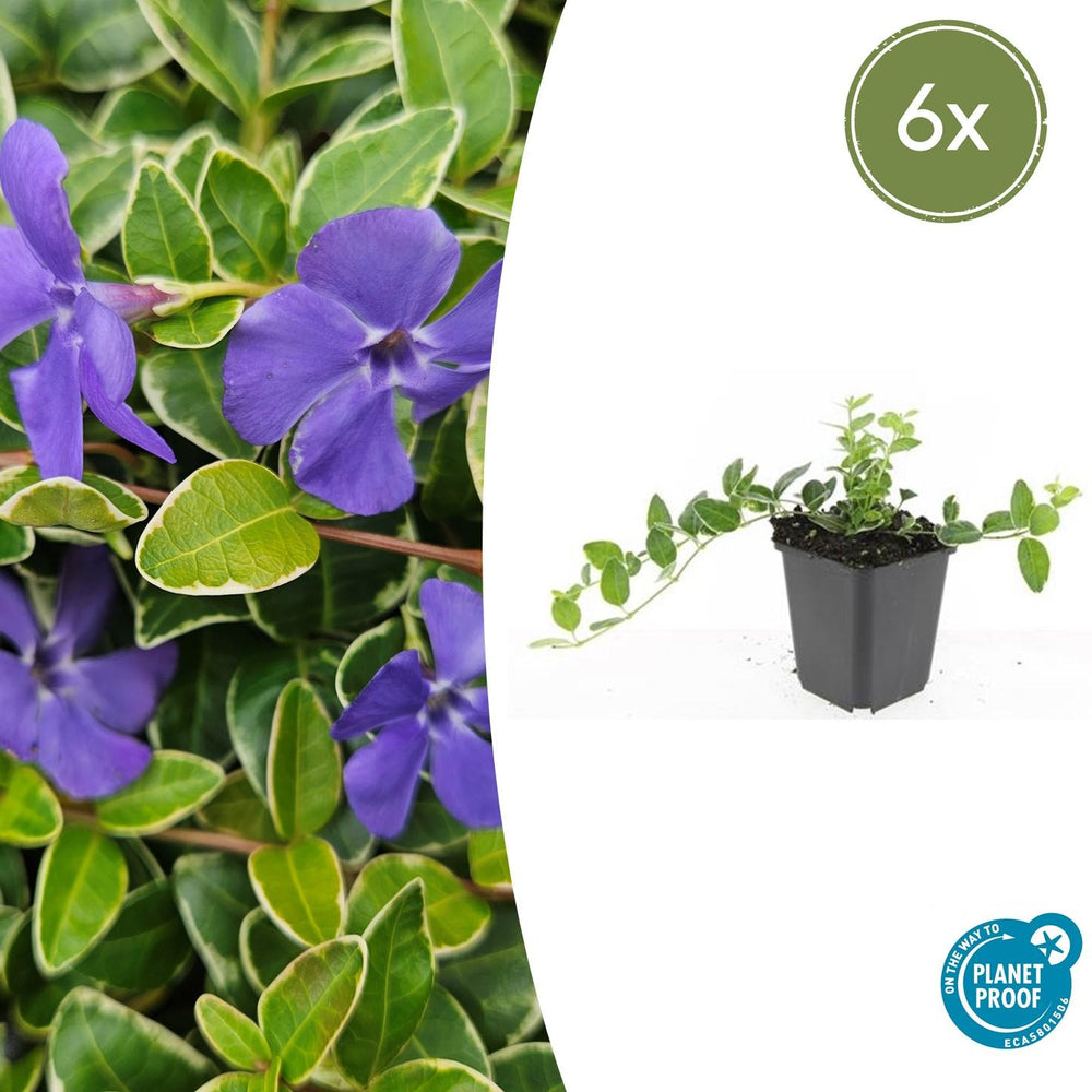 Trailing evergreen ground-cover with blue flowers close-up of 6x Vinca minor 'Argenteovariegata' - ↕10-25cm - Ø9cm
