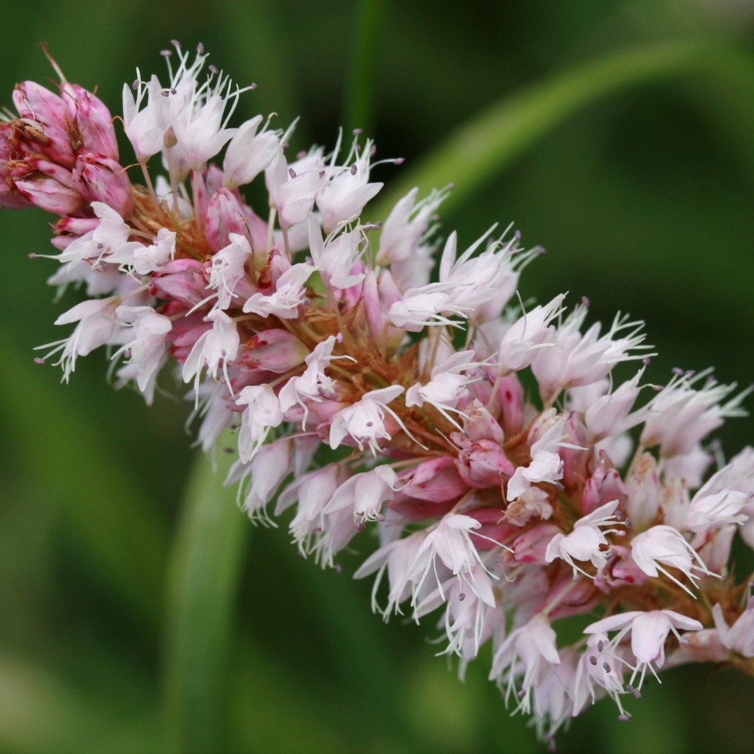 24x Persicaria aff. 'Superba' - ↕10-25cm - Ø9cm — healthy root ball and nursery pot ready to ship from Ireland