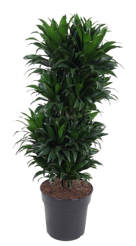 dracaena compacta light Dracaena Compacta 100cm | Low Light