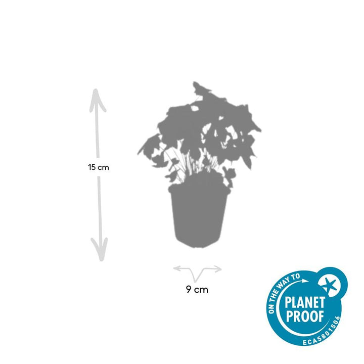 40x Geranium Nodosum - Hardy Purple Cranesbill - 10-25cm - 9cm Pot