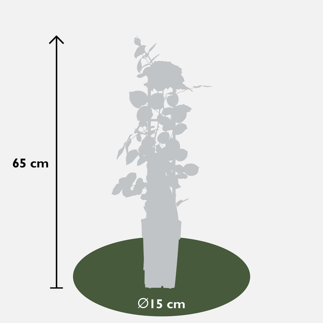 3x Rosa Mix - Bush Rose Selection - Ø15cm - ↕65cm