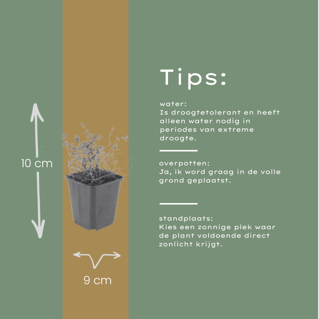 48x Thymus vulgaris - ↕10-25cm - Ø9cm