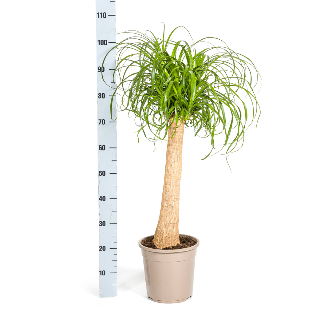 Beaucarnea Recurvata Stam 80-100cm — Ponytail Palm in 24cm pot