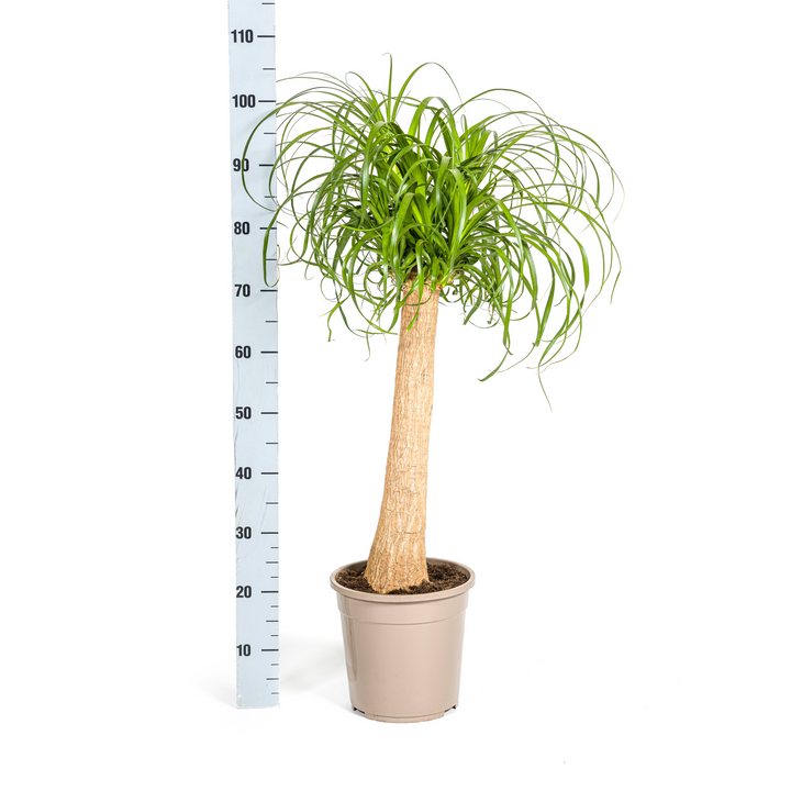 Beaucarnea Recurvata Stam 80-100cm — Ponytail Palm in 24cm pot