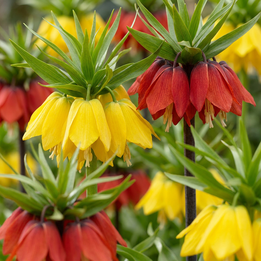 Fritillaria imperialis in flower, a ring of pendant bells beneath a leafy topknot, 24-bulb pack for Irish gardens