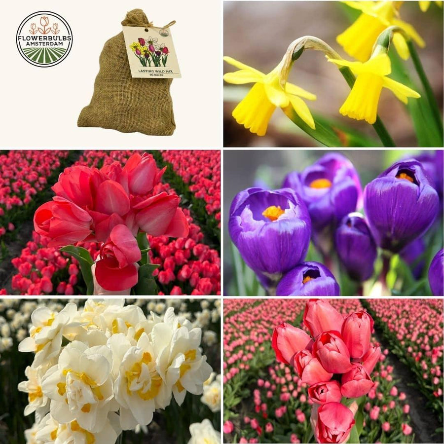 50 assorted flower bulbs in a sustainable value pack by Everspring, featuring vibrant colors and eco-friendly packaging.