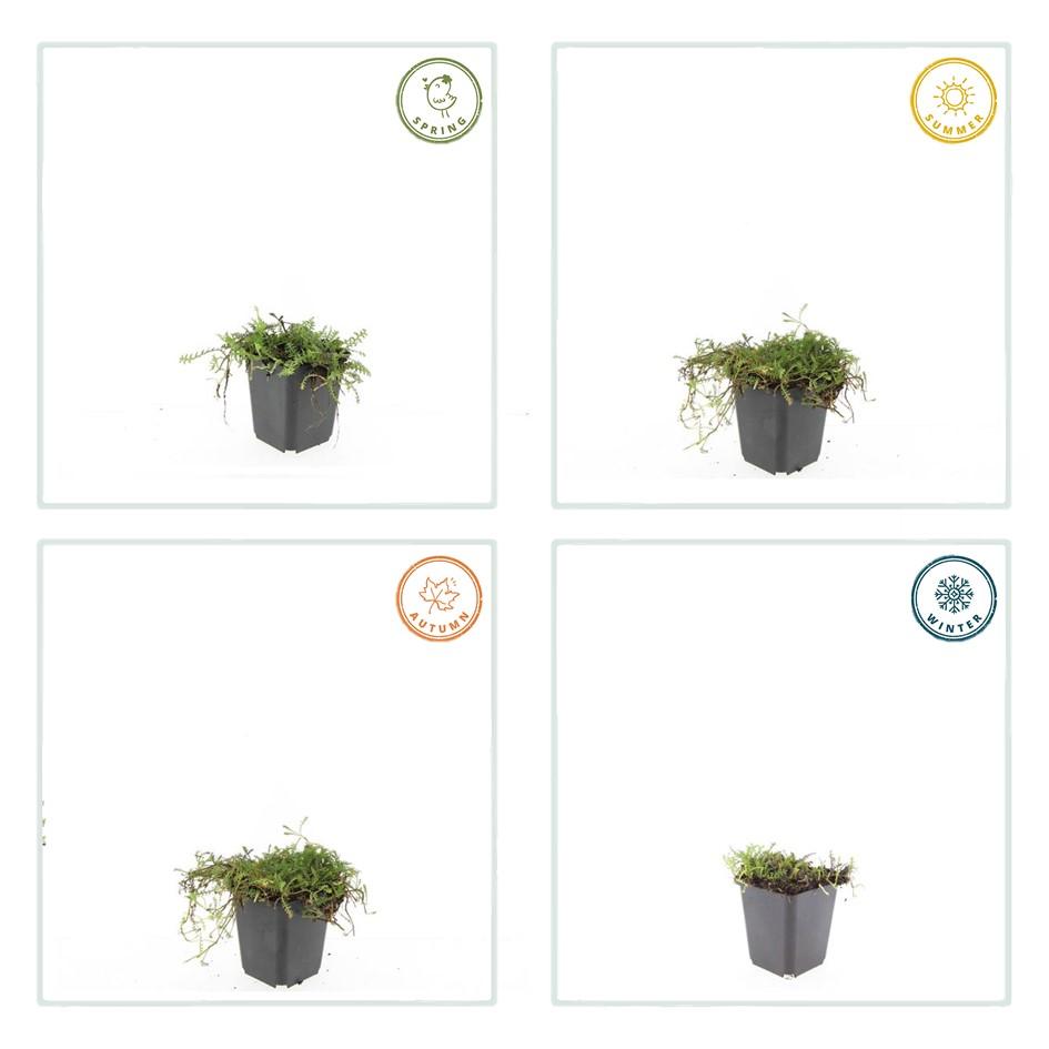 24x Leptinella squalida - ↕10-25cm - Ø9cm — healthy root ball and nursery pot ready to ship from Ireland