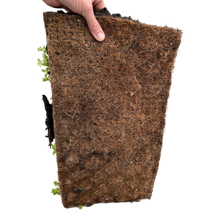 Pack of 4 sedum mats blending 10 sedum species, 50 x 30cm - view 5