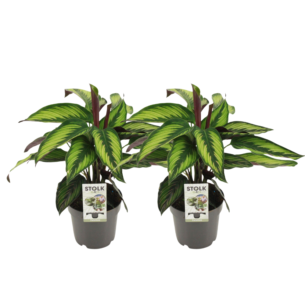 Two Calathea Majestica Princeps plants with striped green and yellow leaves and dark red stems in grey 14cm pots, 45cm tall