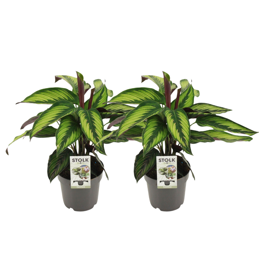 Two Calathea Majestica Princeps plants with striped green and yellow leaves and dark red stems in grey 14cm pots, 45cm tall