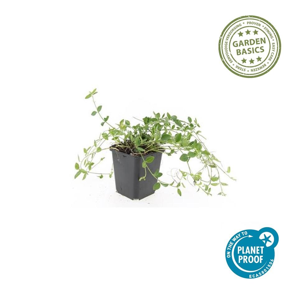 48x Vinca minor 'Gertrude Jekyll' White Flowering Ground Cover - 9cm