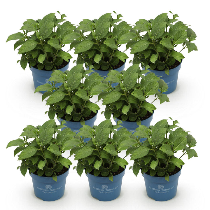 48 Hydrangea macrophylla Endless Summer Original Blue plants in 14cm pots - view 2