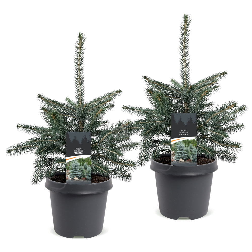 Pack of 2 potted blue spruce Christmas trees, 60cm in 23cm pots - view 2