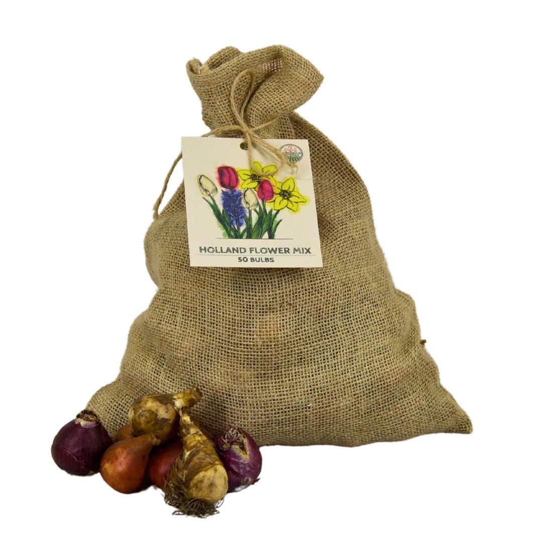 Medium Holland Mix - 50 Bulb Sustainable value pack