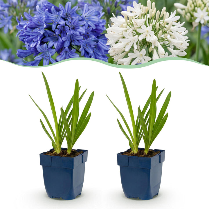 24 Agapanthus africanus blue and white duo plants in 11cm pots