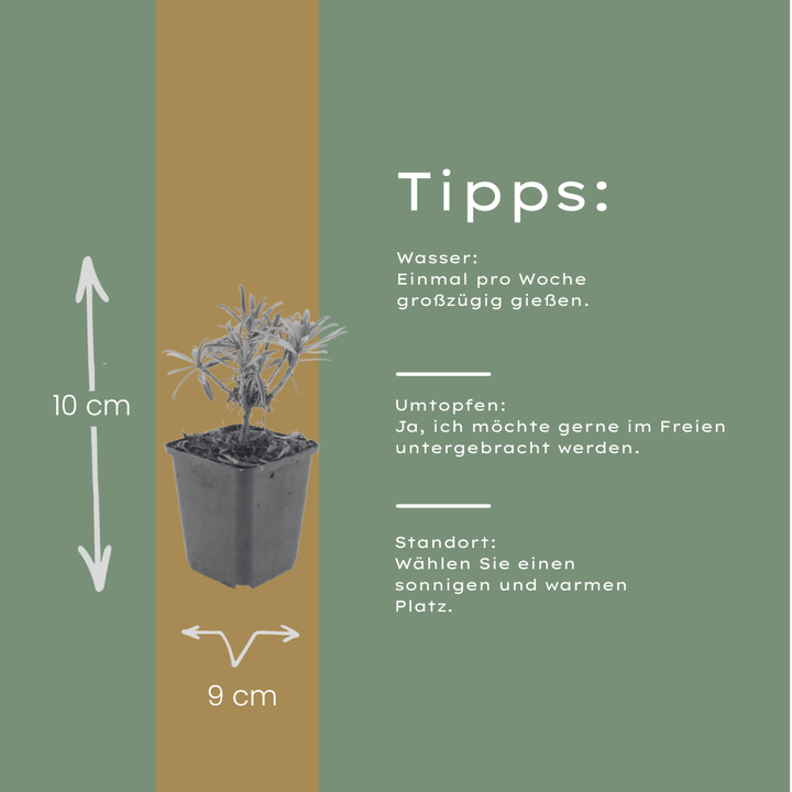 24x Erysimum 'Bowles' Mauve' - ↕10-25cm - Ø9cm styled in an Irish home interior