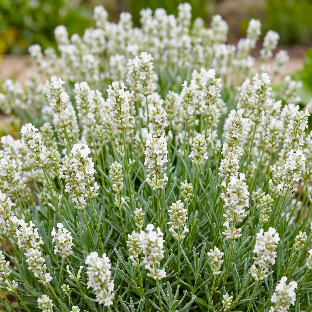 Lavandula angustifolia 'Hidcote' lavender, pack of 24 plants in 11cm pots - view 5