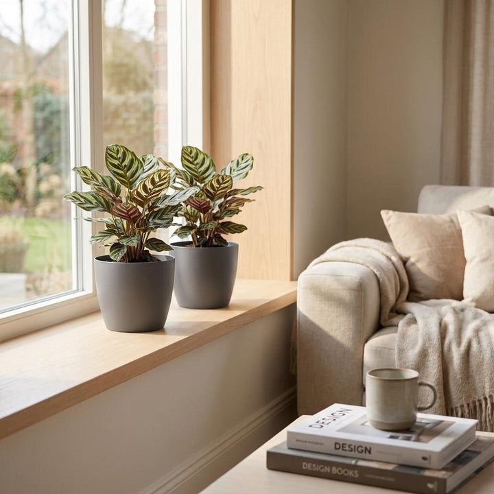 Peacock Plant (Calathea makoyana) - 2 Plants with Grey Ceramic Pot - 12cm Pot - 25cm Tall