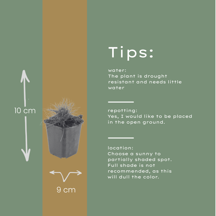 48x Festuca gautieri - ↕10-25cm - Ø9cm