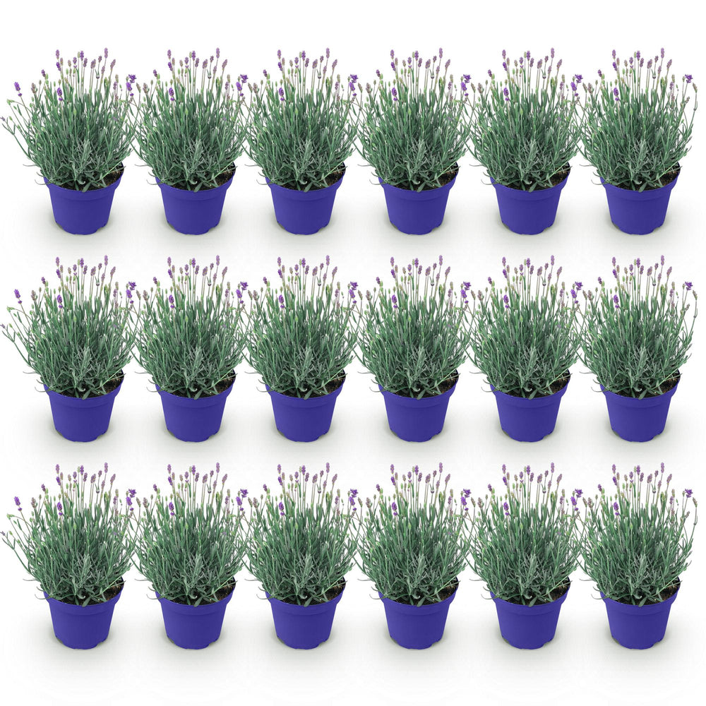 18 Lavandula angustifolia Hidcote English lavender plants in 12cm pots - view 2