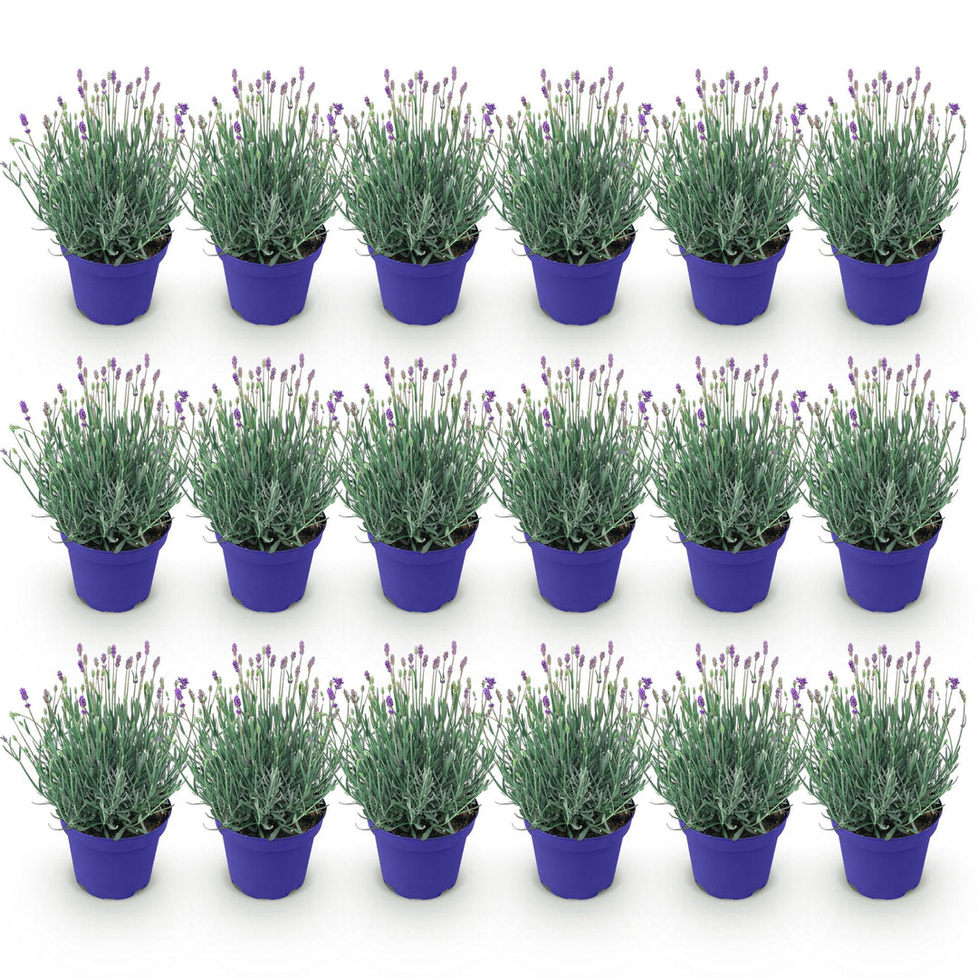 18 Lavandula angustifolia Hidcote English lavender plants in 12cm pots - view 2