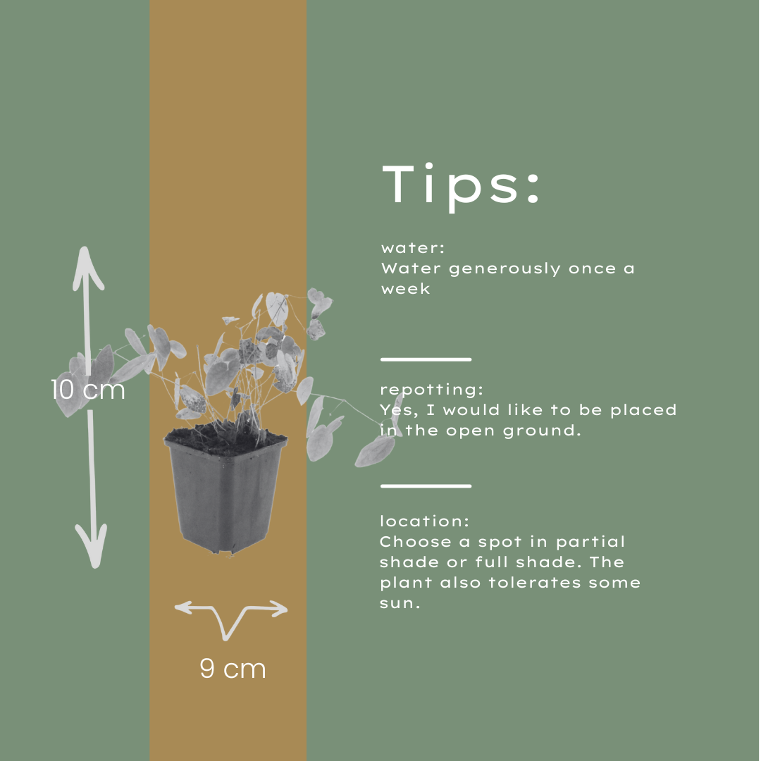 24x Epimedium y. 'Niveum' - ↕10-25cm - Ø9cm