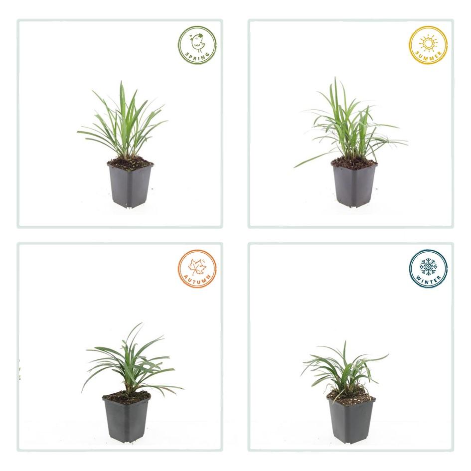 24x Liriope muscari 'Monroe White' - ↕10-25cm - Ø9cm