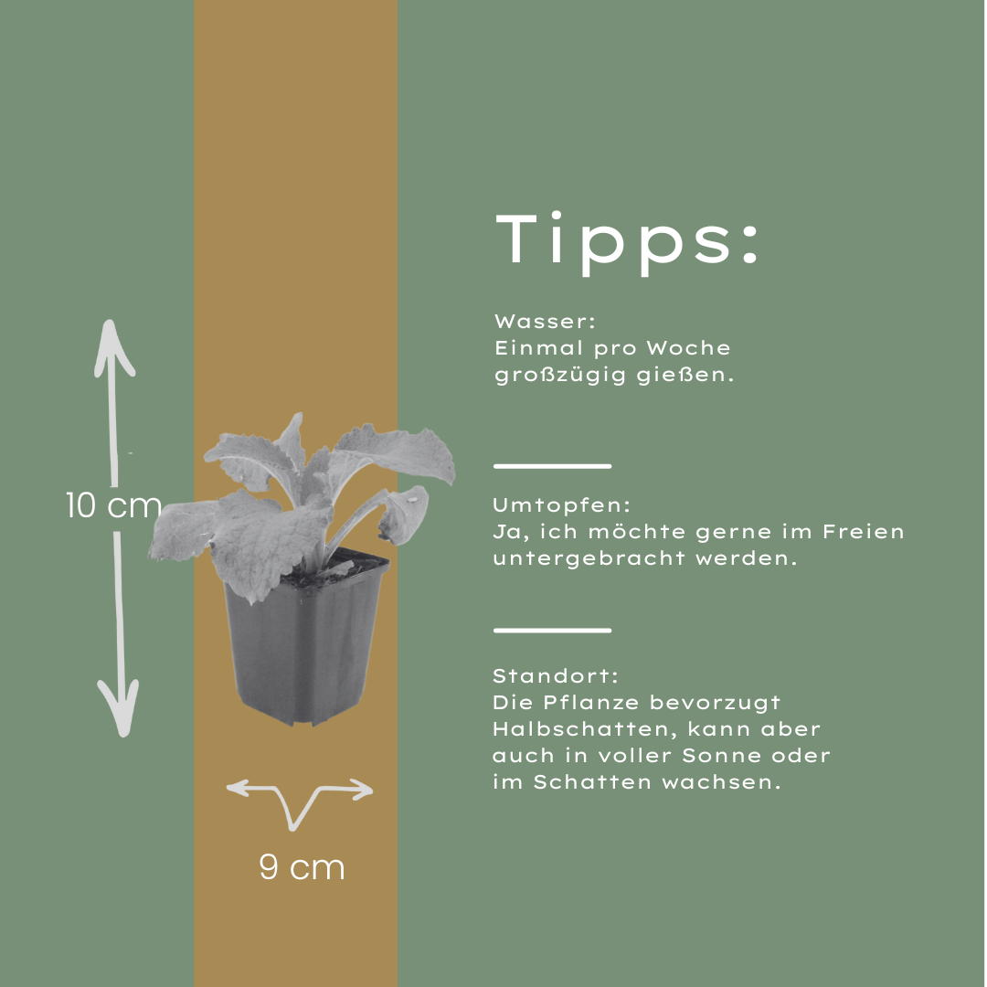 60x Digitalis purpurea - ↕10-25cm - Ø9cm