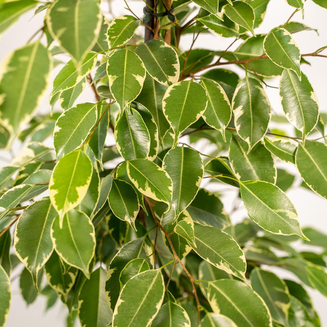 Ficus Benjamina 'Golden King' Weeping Fig - 21cm Pot - 95cm Tall - with Selin Basket