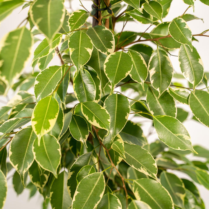 Ficus Benjamina 'Golden King' Weeping Fig - 21cm Pot - 95cm Tall - with Selin Basket