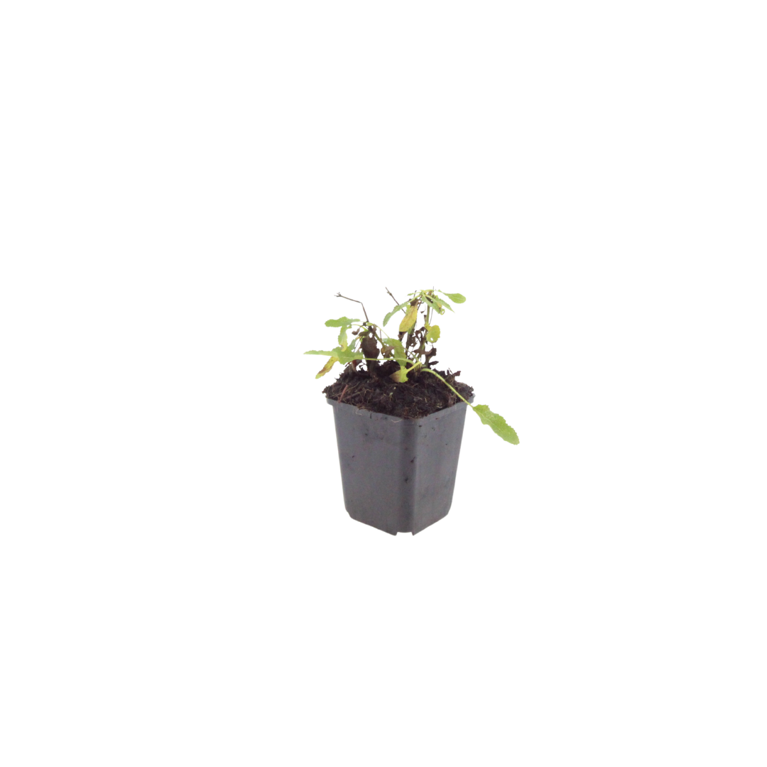 6x Salvia n. 'Schneehugel' - ↕10-25cm - Ø9cm alternative angle showing habit and leaf structure
